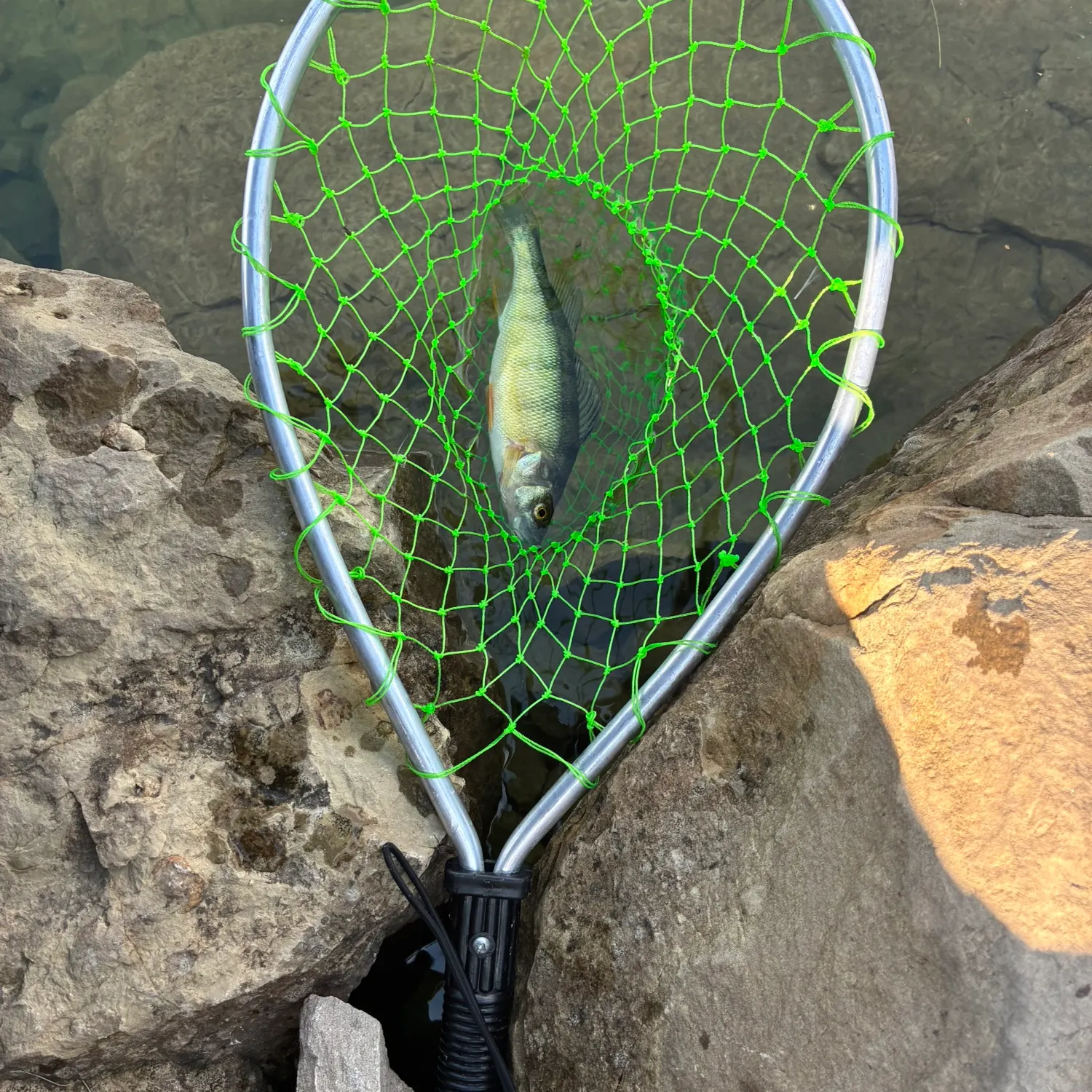 Yellow perch caught on Fishbrain