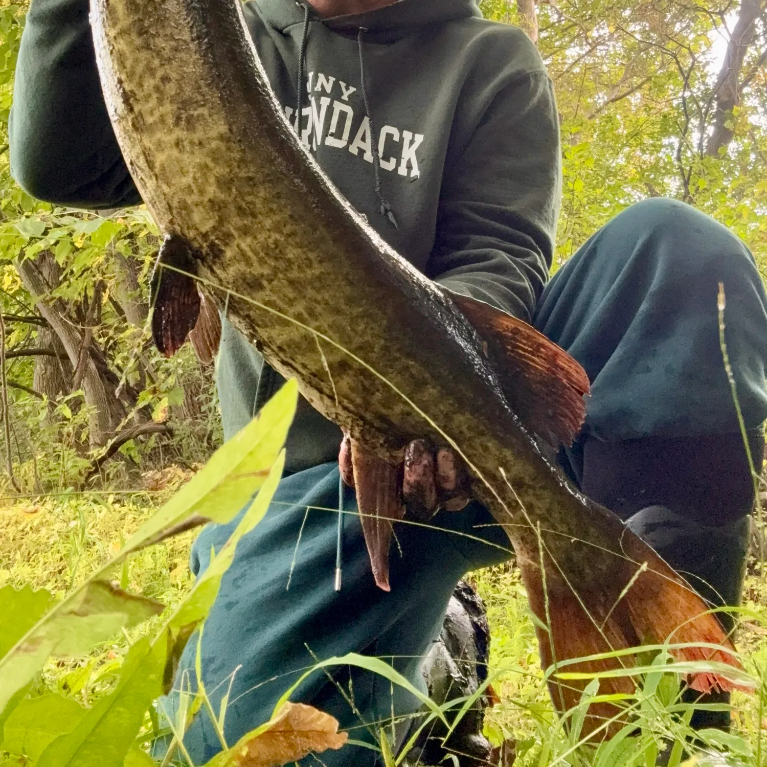 Muskie caught on Fishbrain