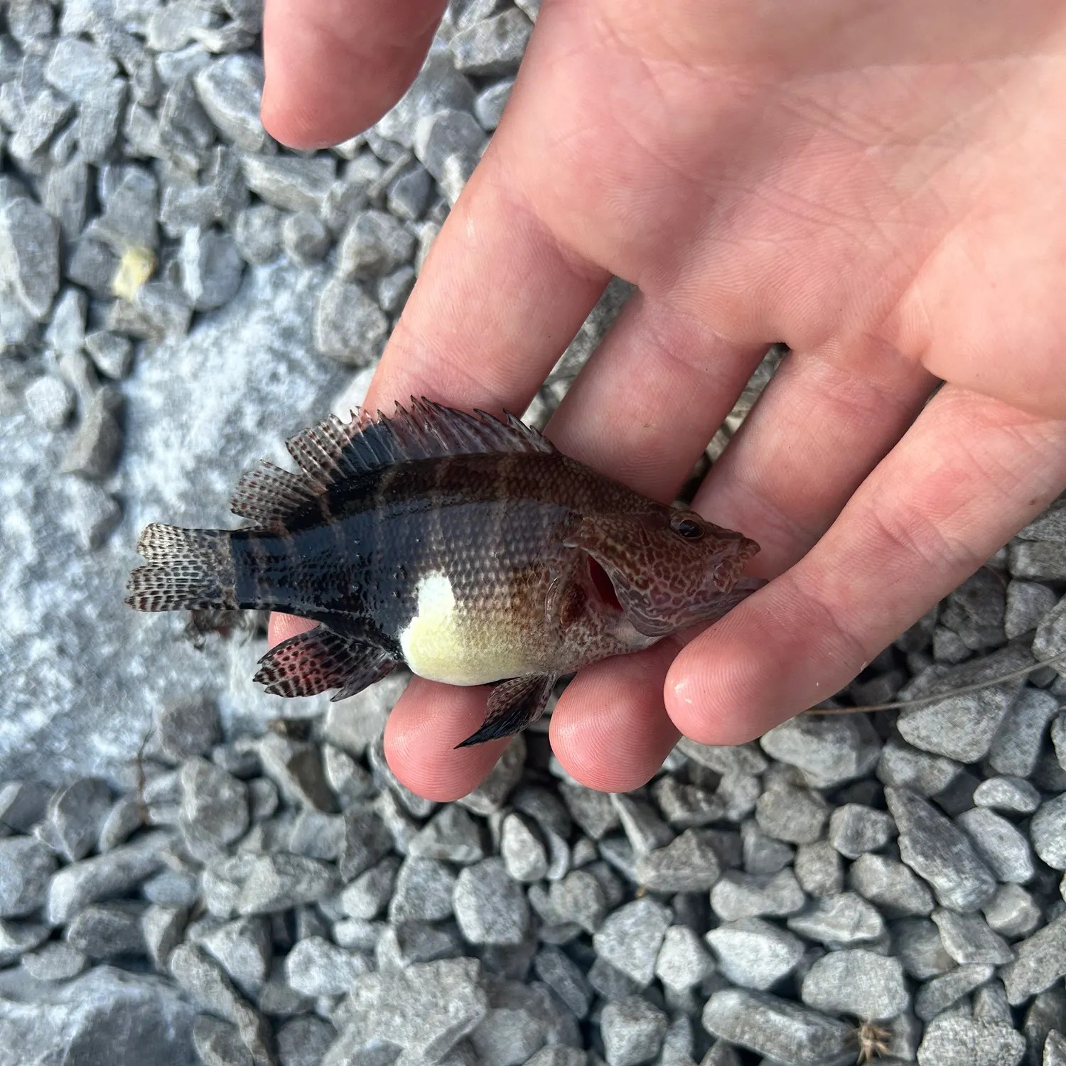 The most recent Belted sandfish catches on Fishbrain