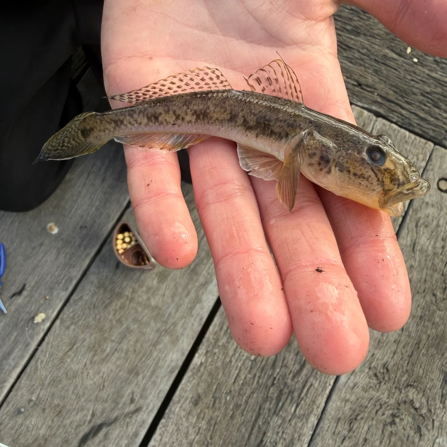 The most recent Yellowfin goby catches on Fishbrain