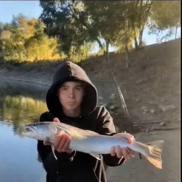 The most recent Dolly varden catches on Fishbrain