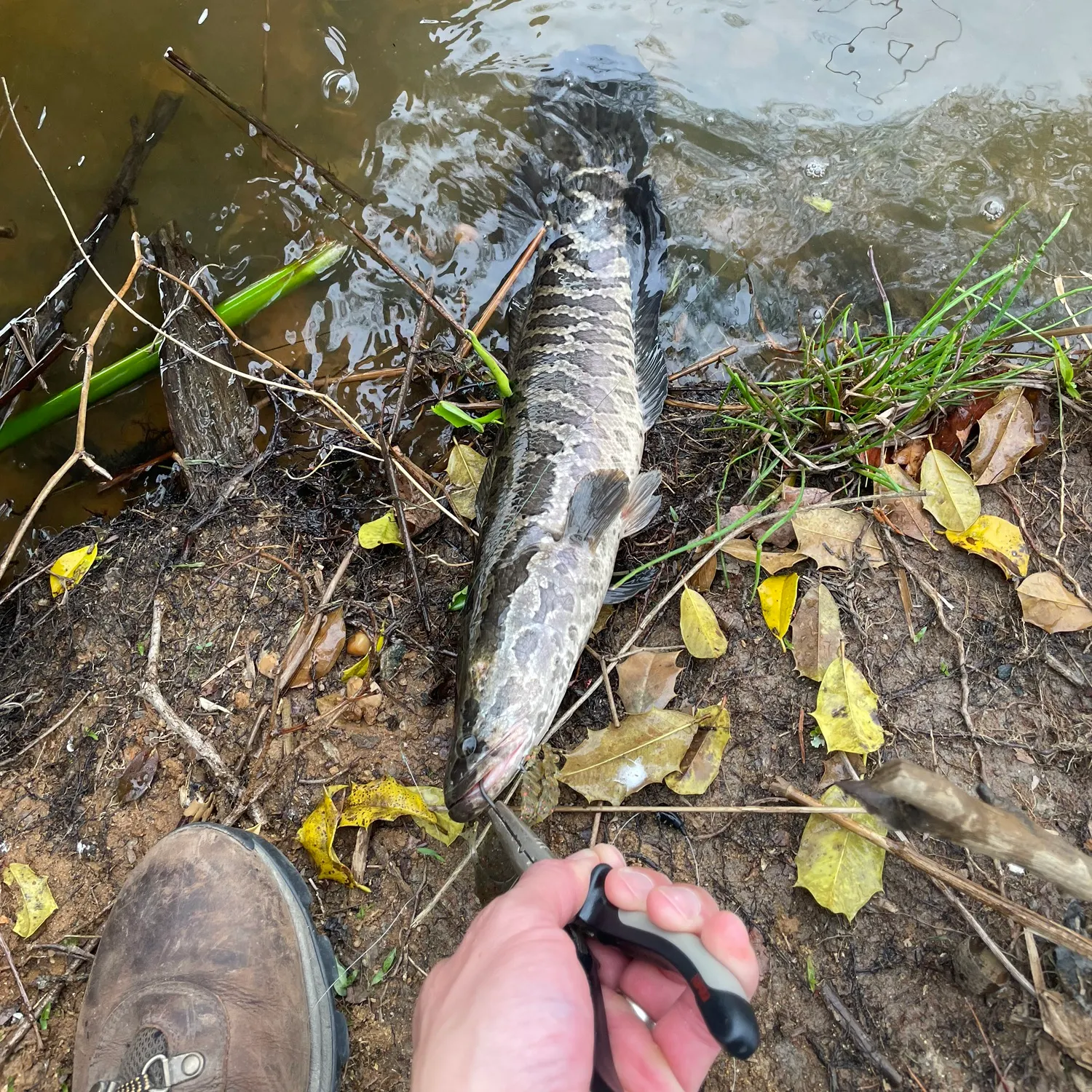 The most recent Northern snakehead catches on Fishbrain