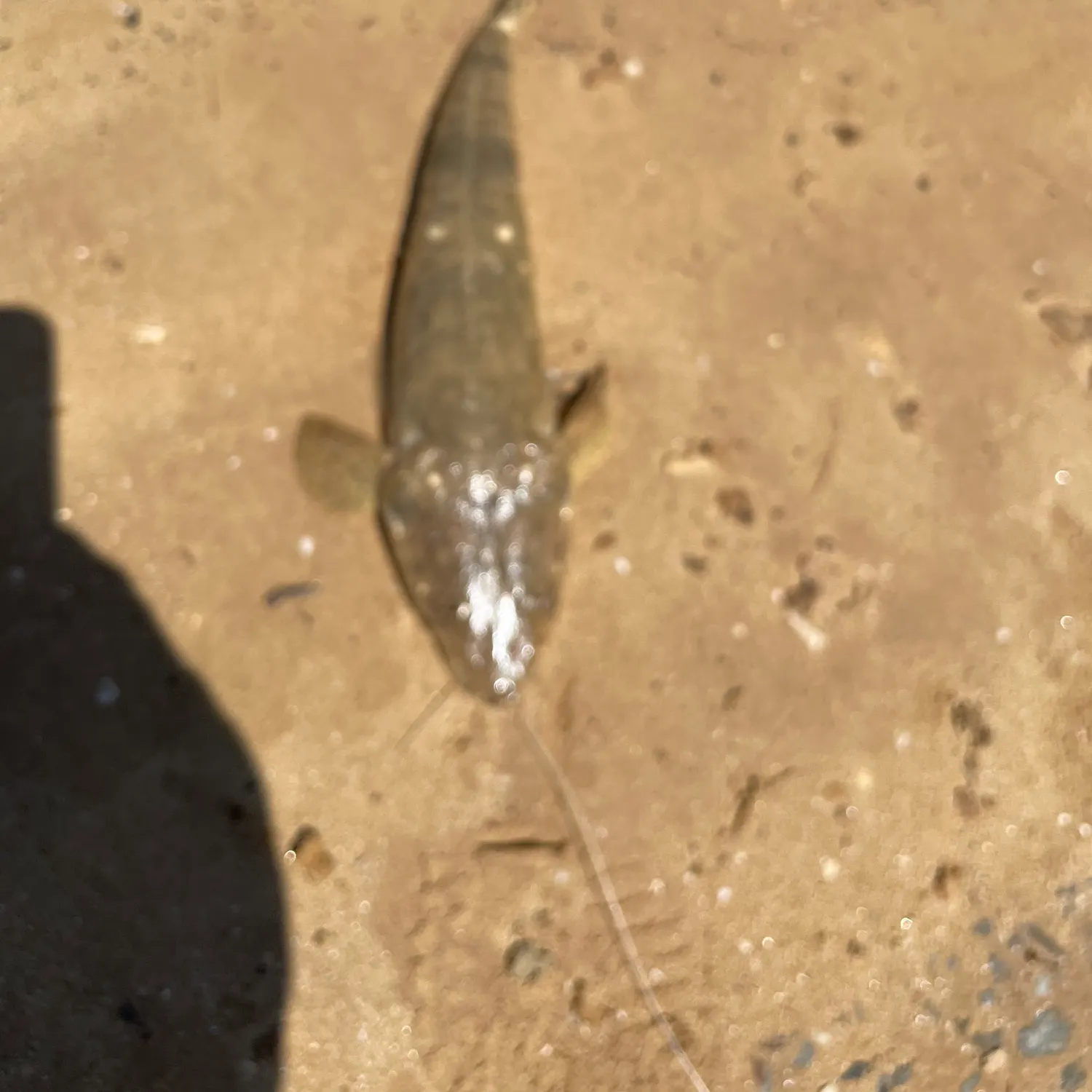 Dusky flathead caught on Fishbrain