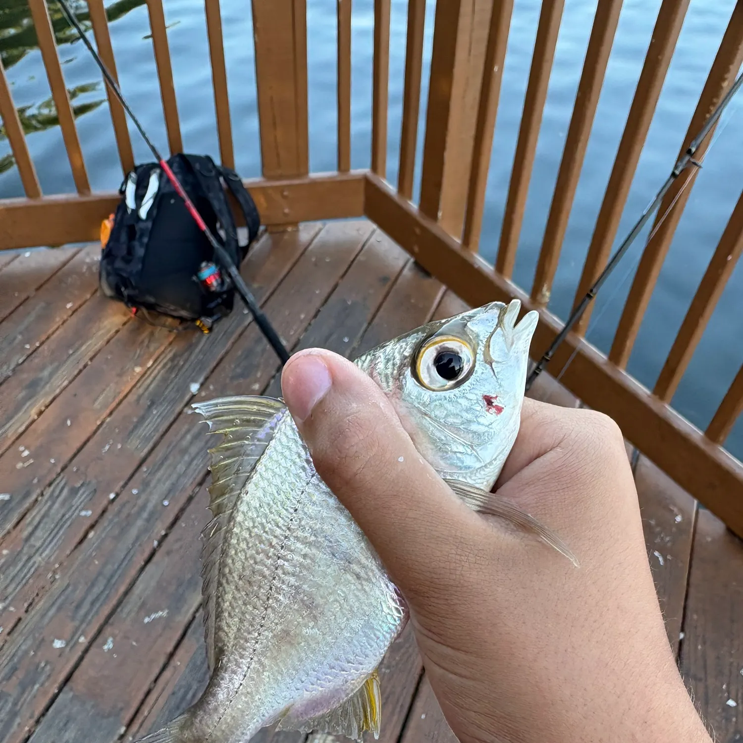 The most recent Yellowfin mojarra catches on Fishbrain