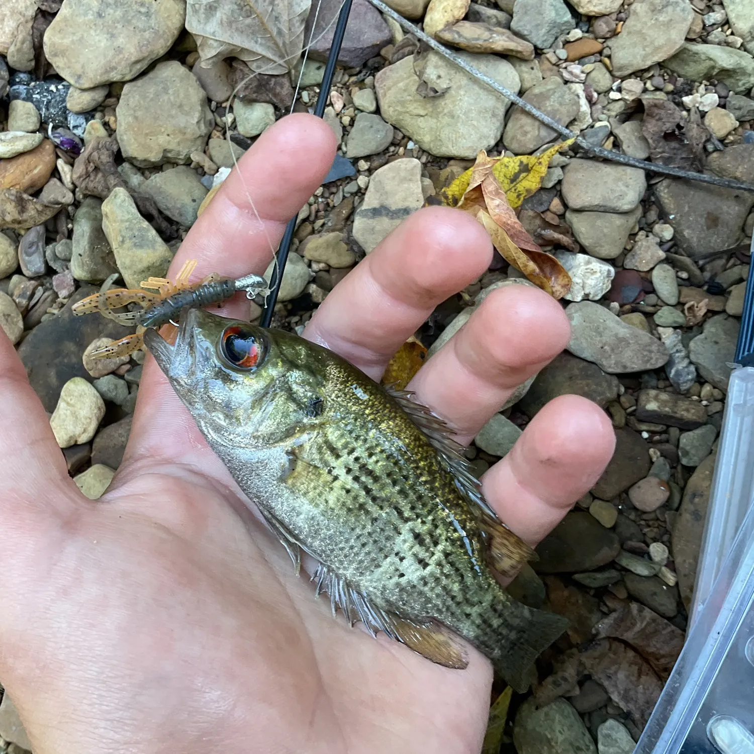Rock bass caught on Fishbrain
