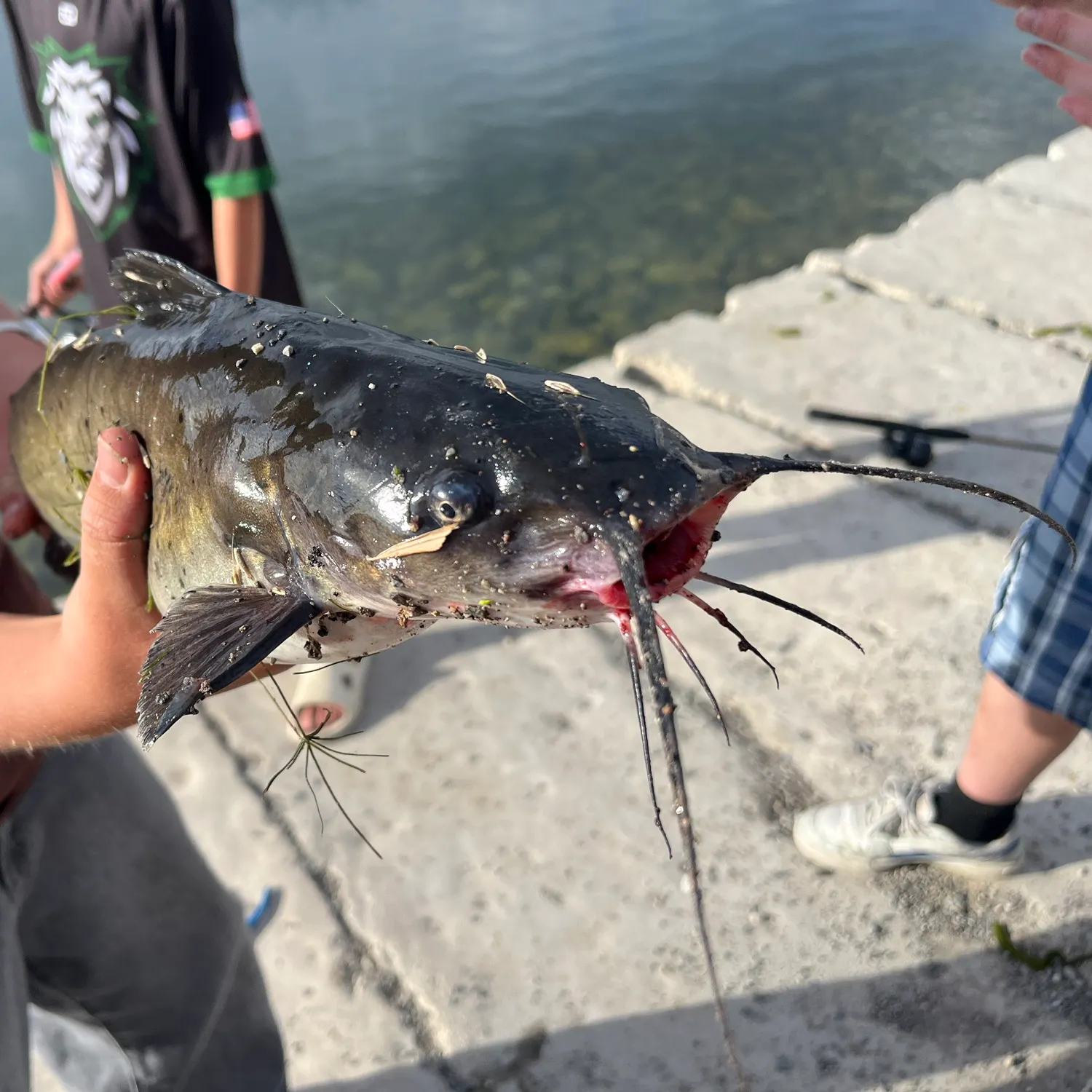 Black bullhead caught on Fishbrain