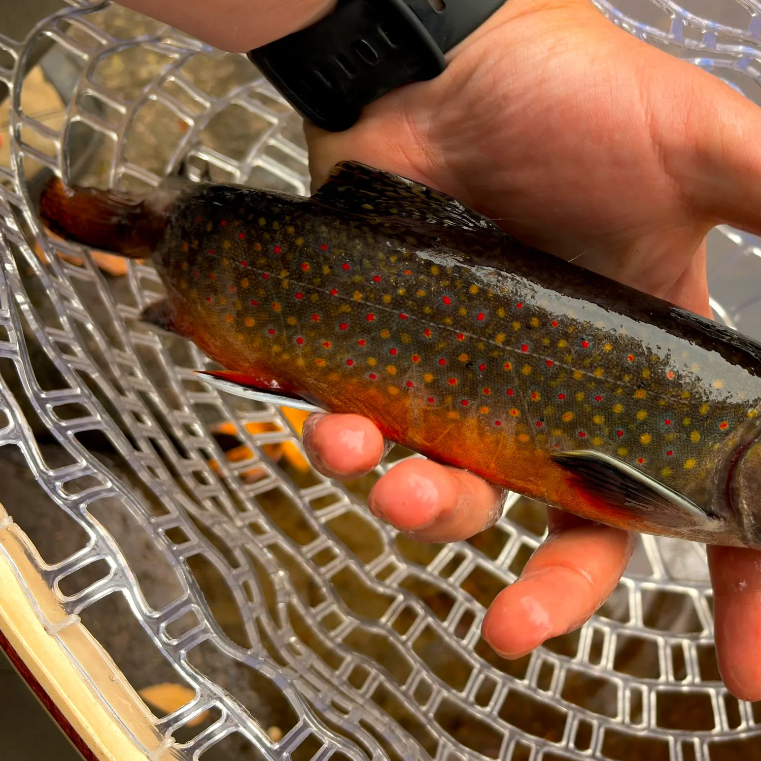 Brook trout caught on Fishbrain