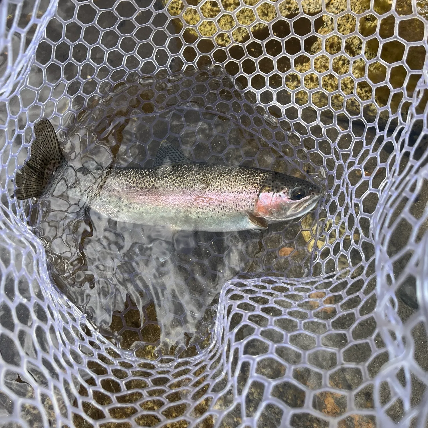 Rainbow trout caught on Fishbrain