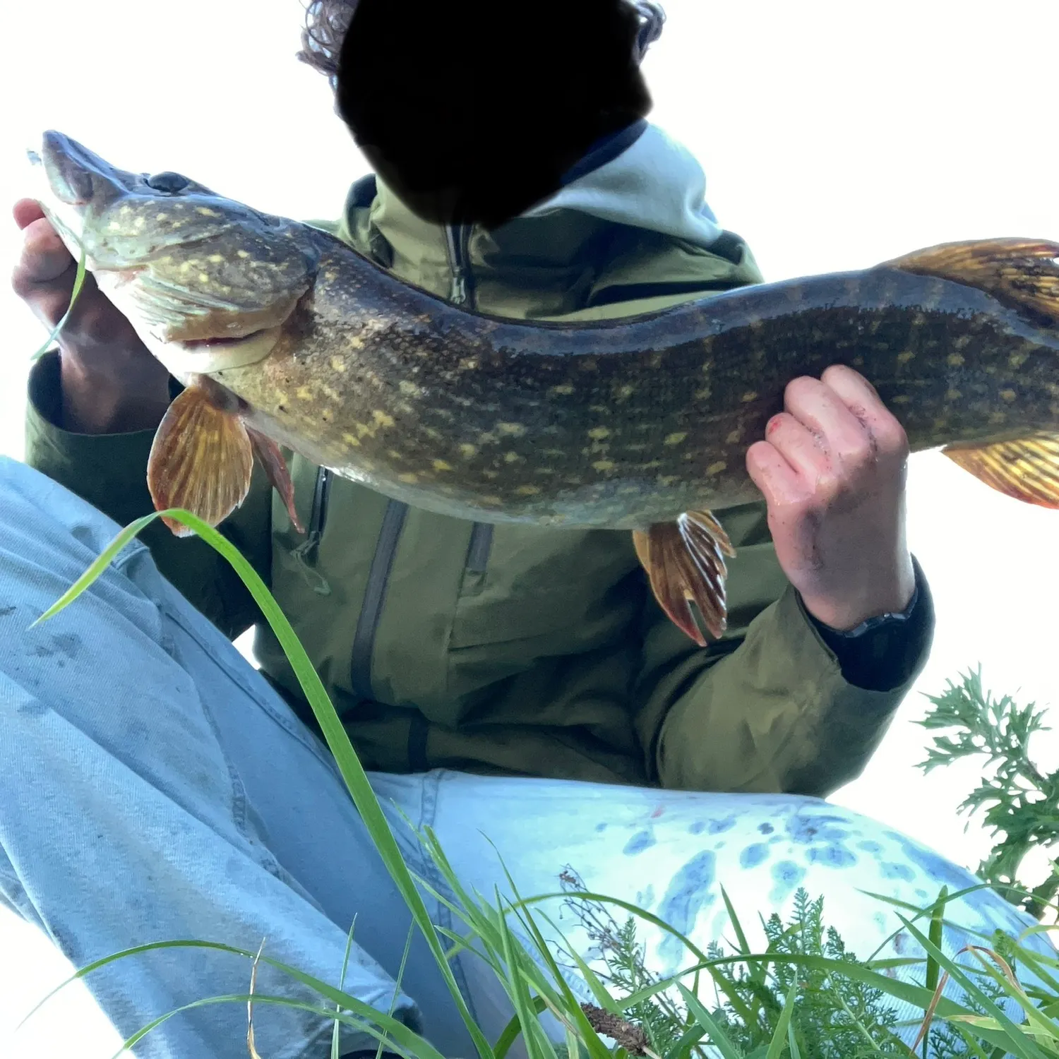 Northern pike caught on Fishbrain