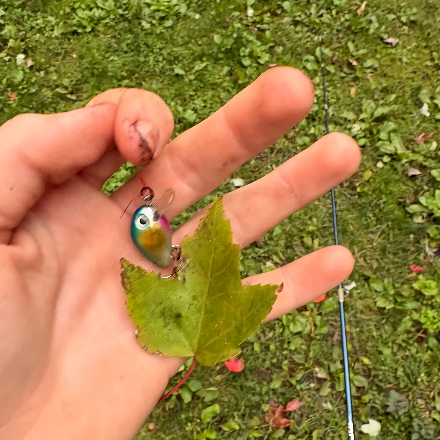 Fish caught on Fishbrain