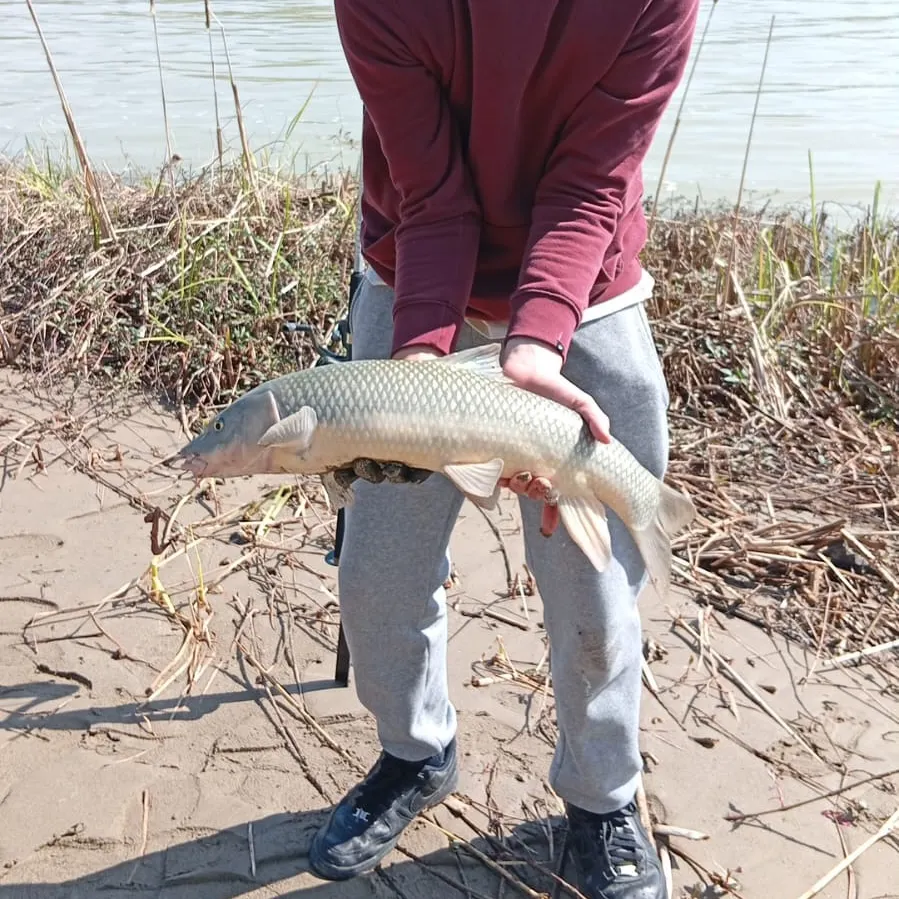 Northern barbel caught on Fishbrain