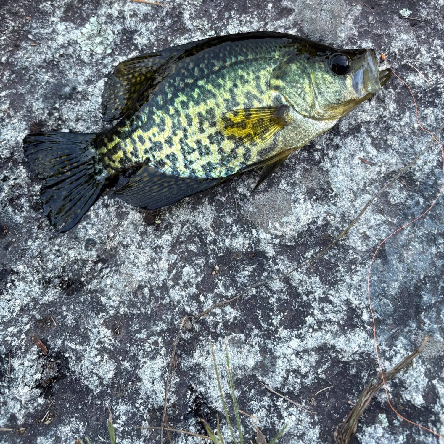 Black crappie caught on Fishbrain
