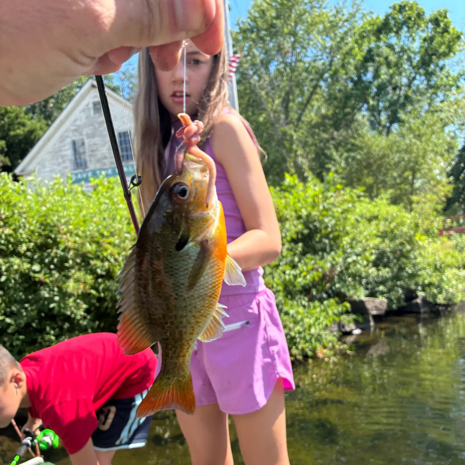 Redbreast sunfish caught on Fishbrain
