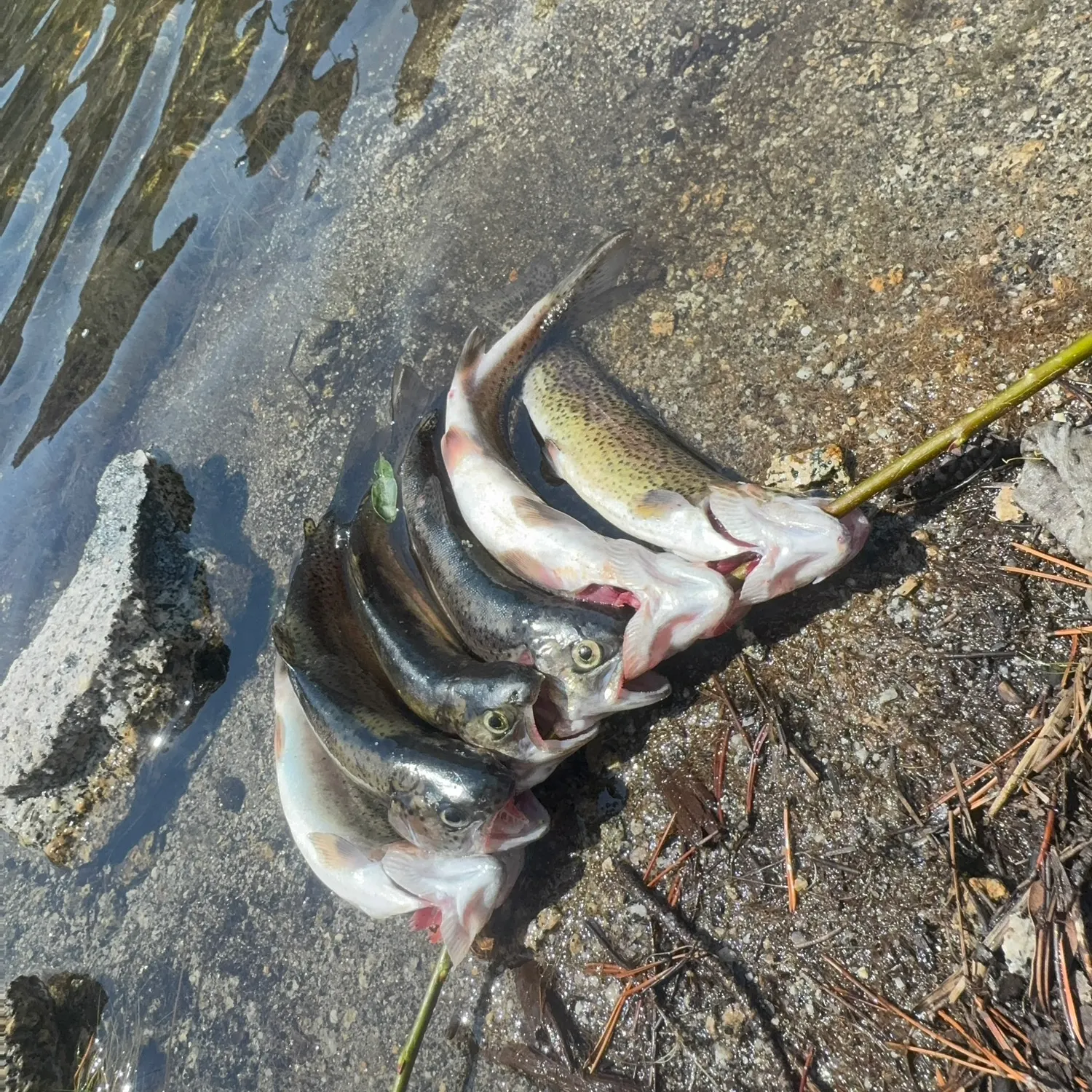 recently logged catches