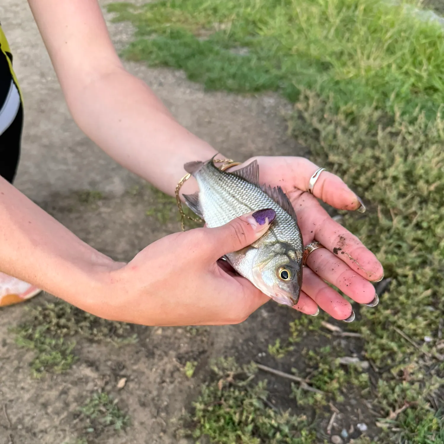 White perch caught on Fishbrain