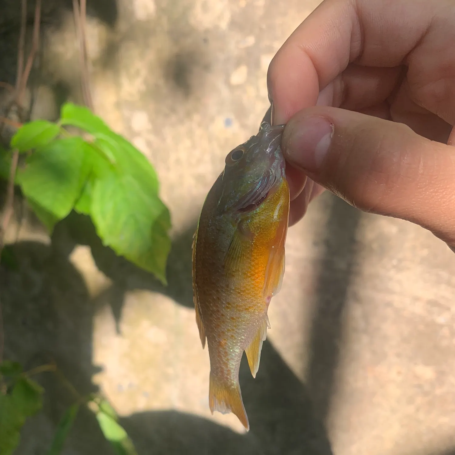 catch
