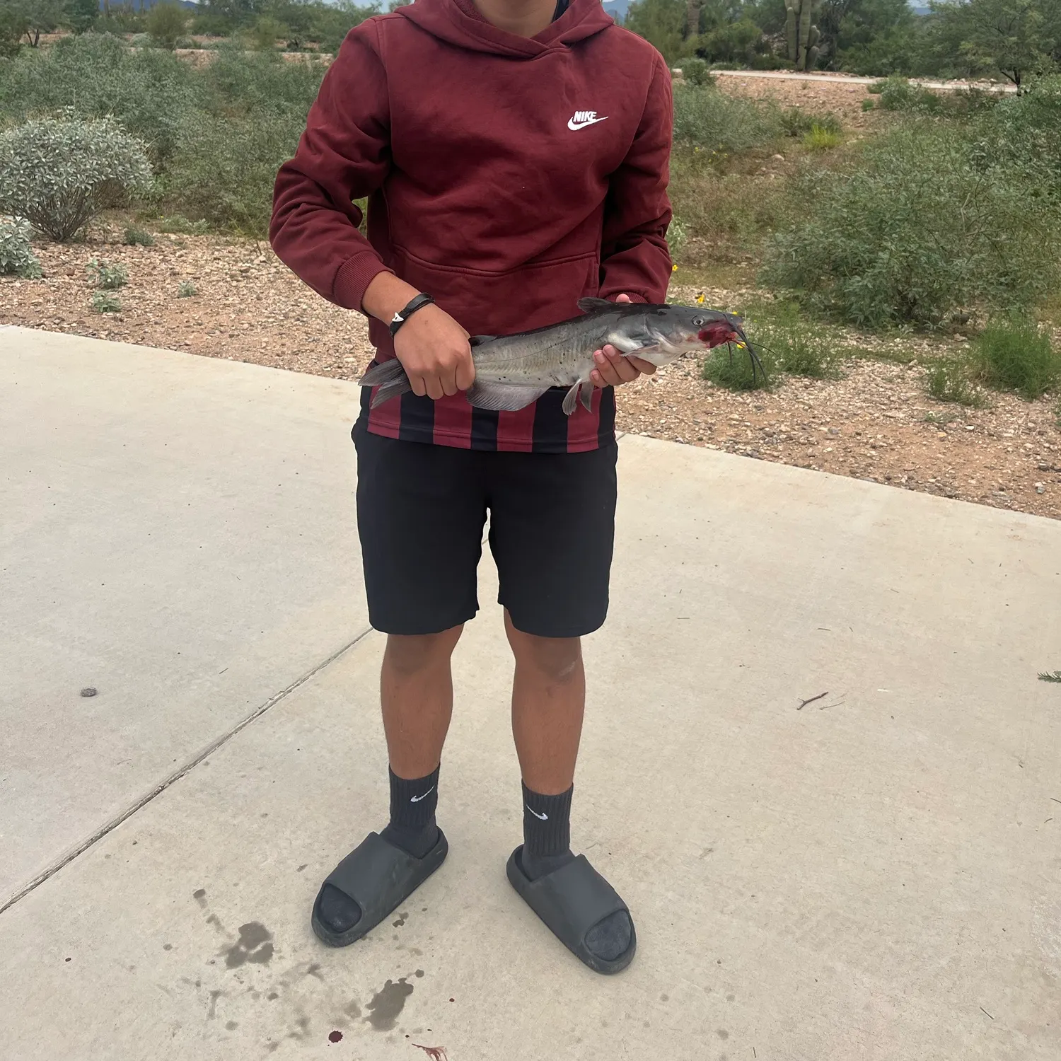 Channel catfish caught on Fishbrain