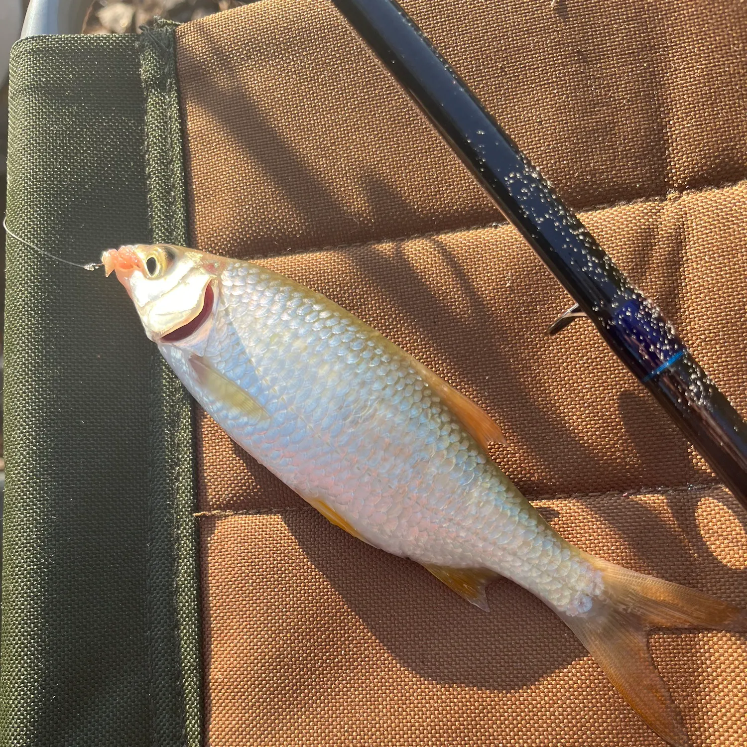 Common roach caught on Fishbrain
