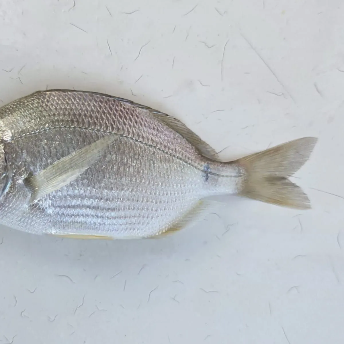 The most recent Annular seabream catches on Fishbrain