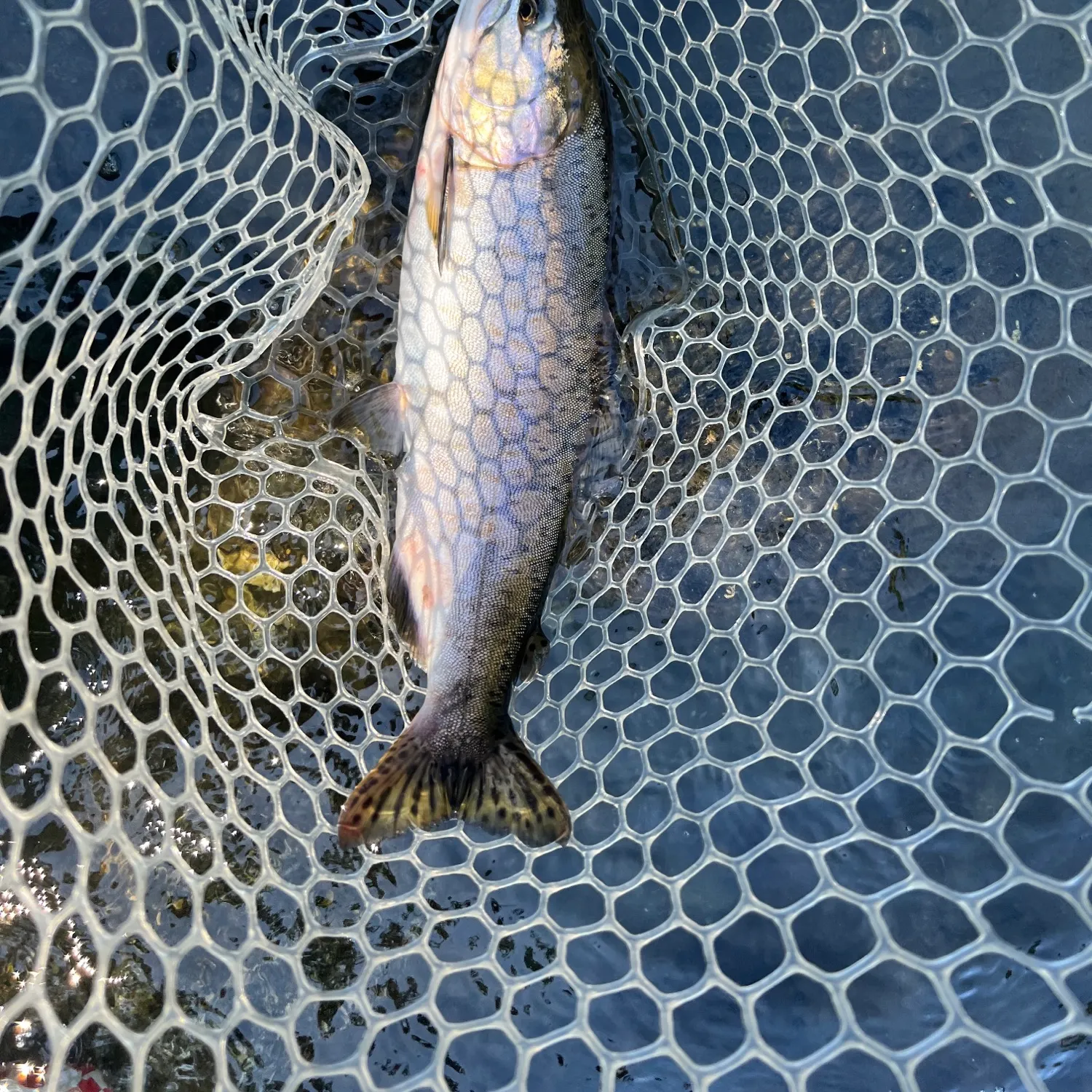 The most recent Pink salmon catches on Fishbrain