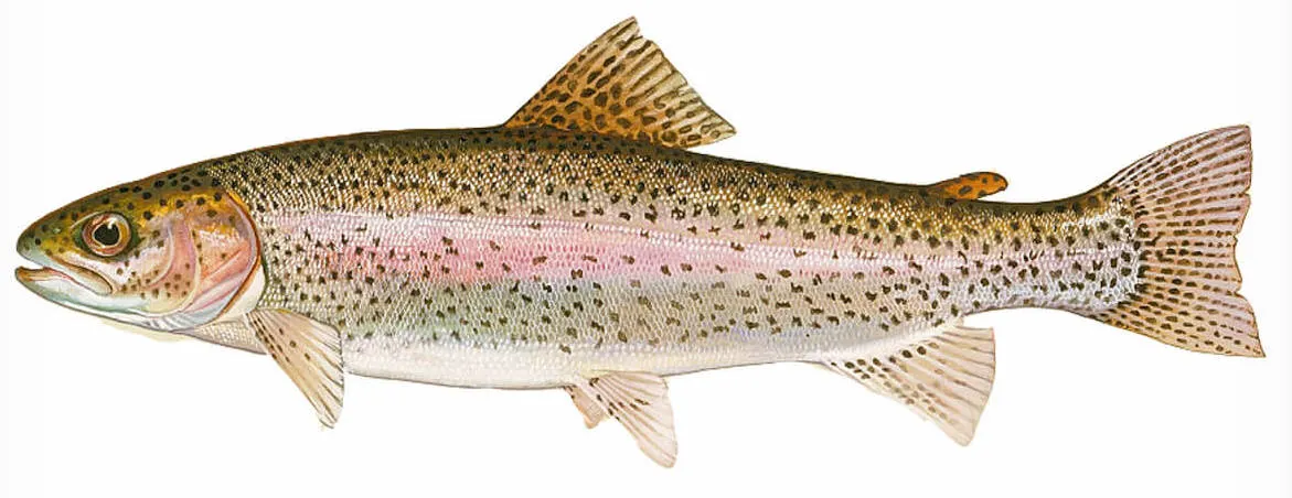 Kamloops trout