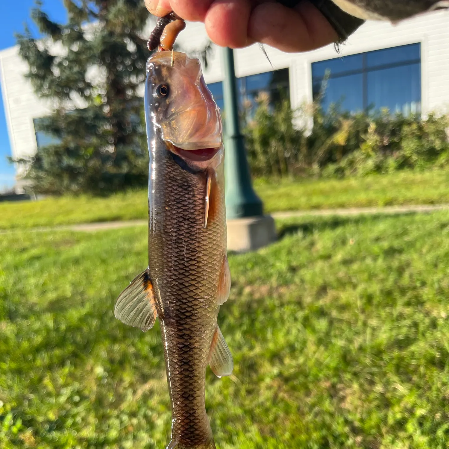 Creek chub caught on Fishbrain