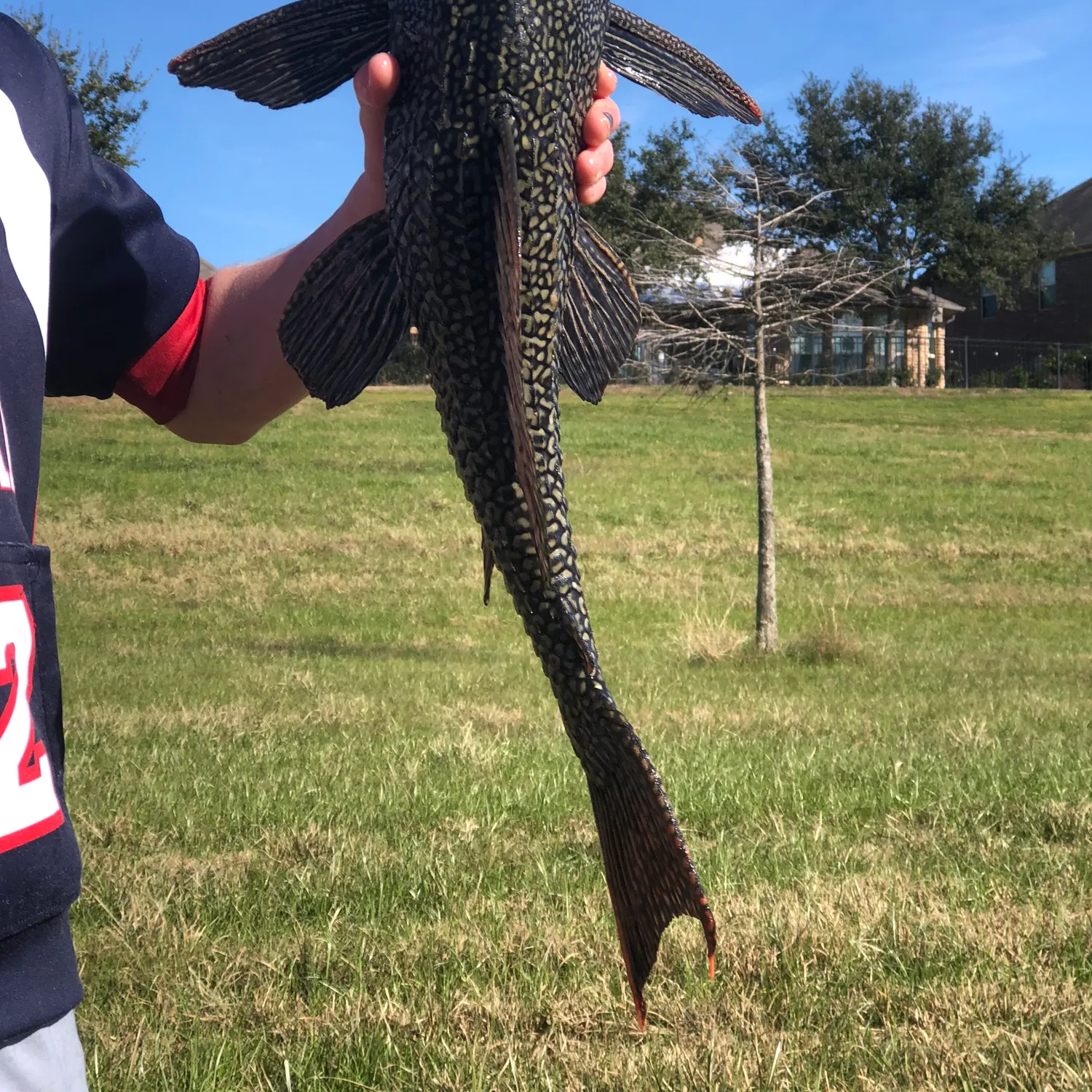 The most recent Suckermouth catfish catches on Fishbrain
