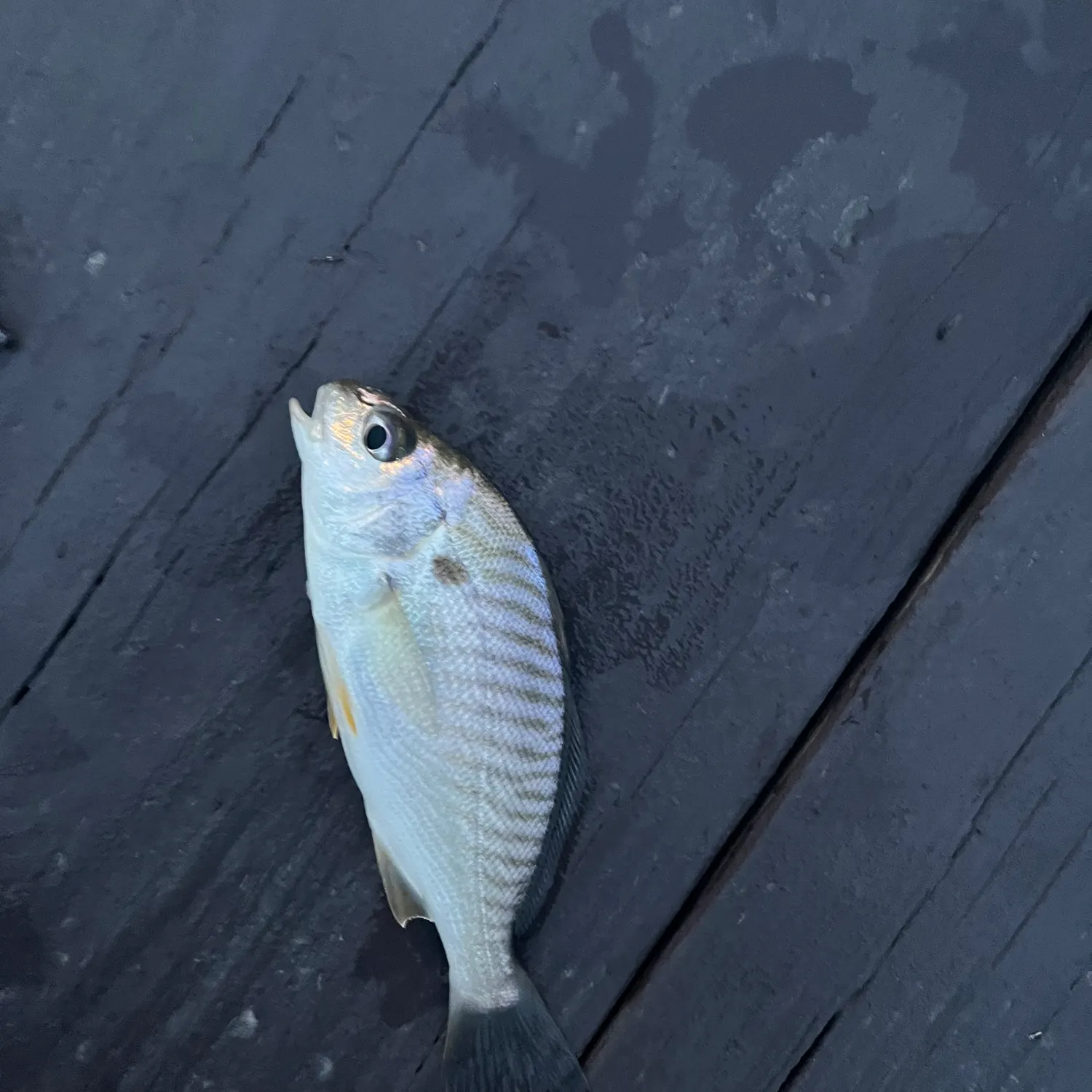 Spot croaker caught on Fishbrain