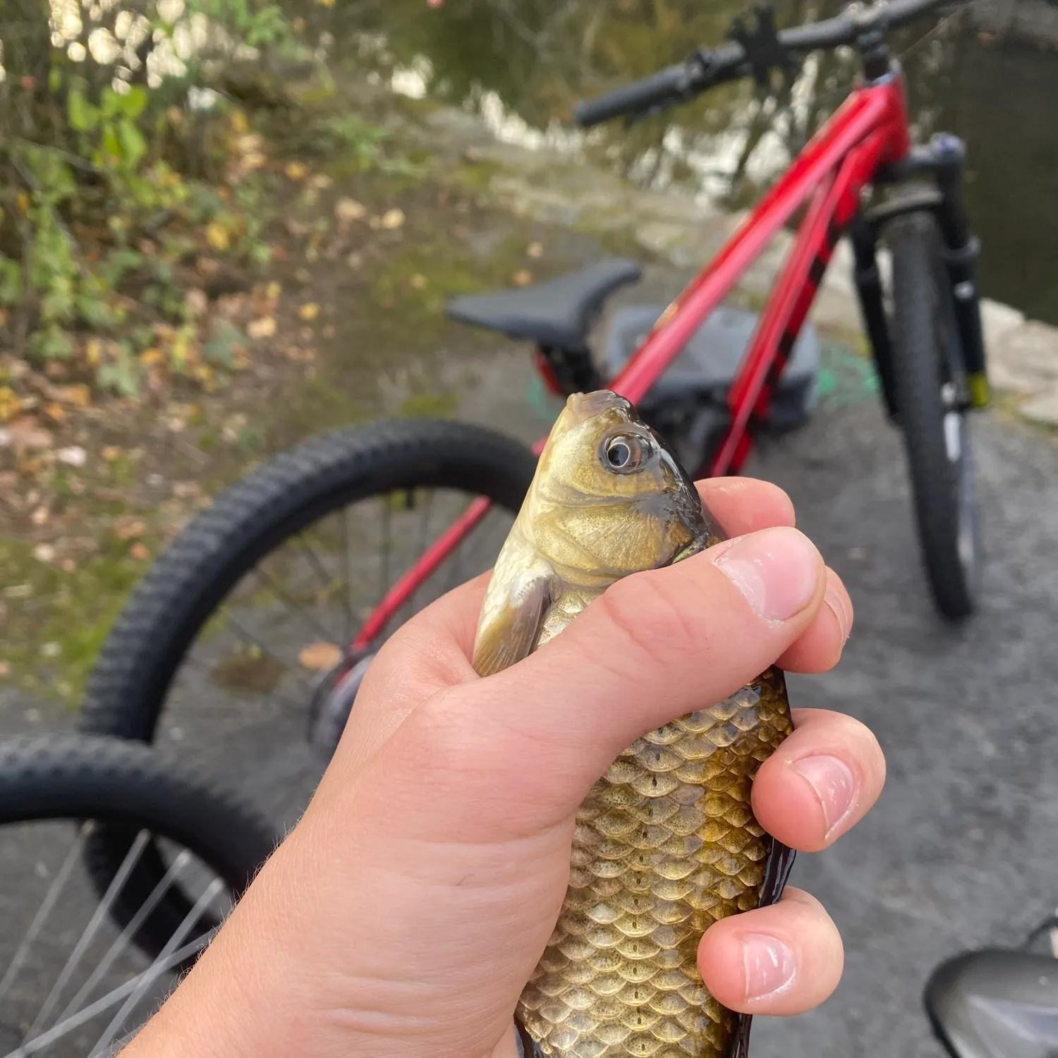 Crucian carp caught on Fishbrain