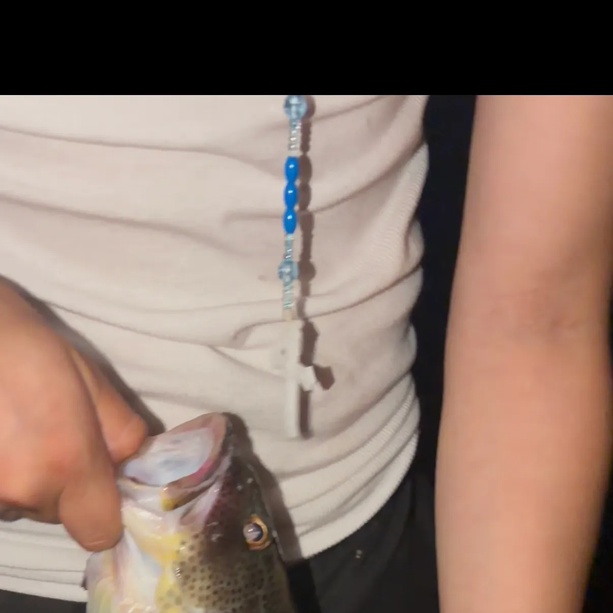 Spotted sand bass caught on Fishbrain