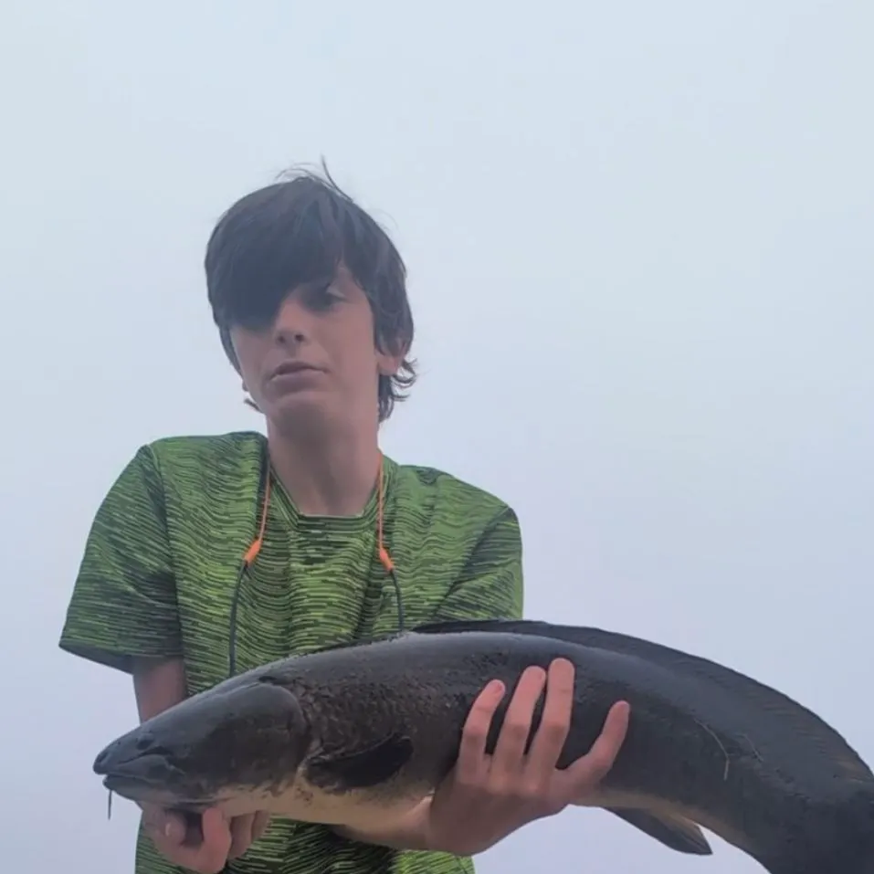 Eyetail bowfin caught on Fishbrain