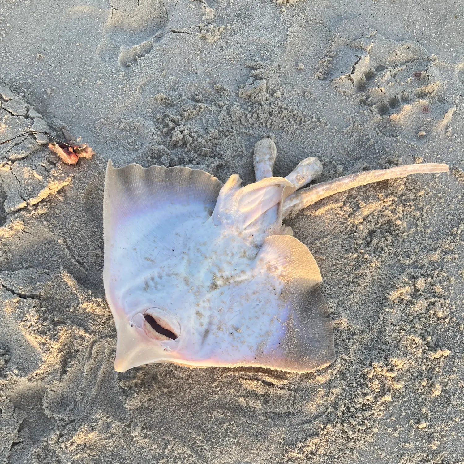 The most recent Starry ray catches on Fishbrain