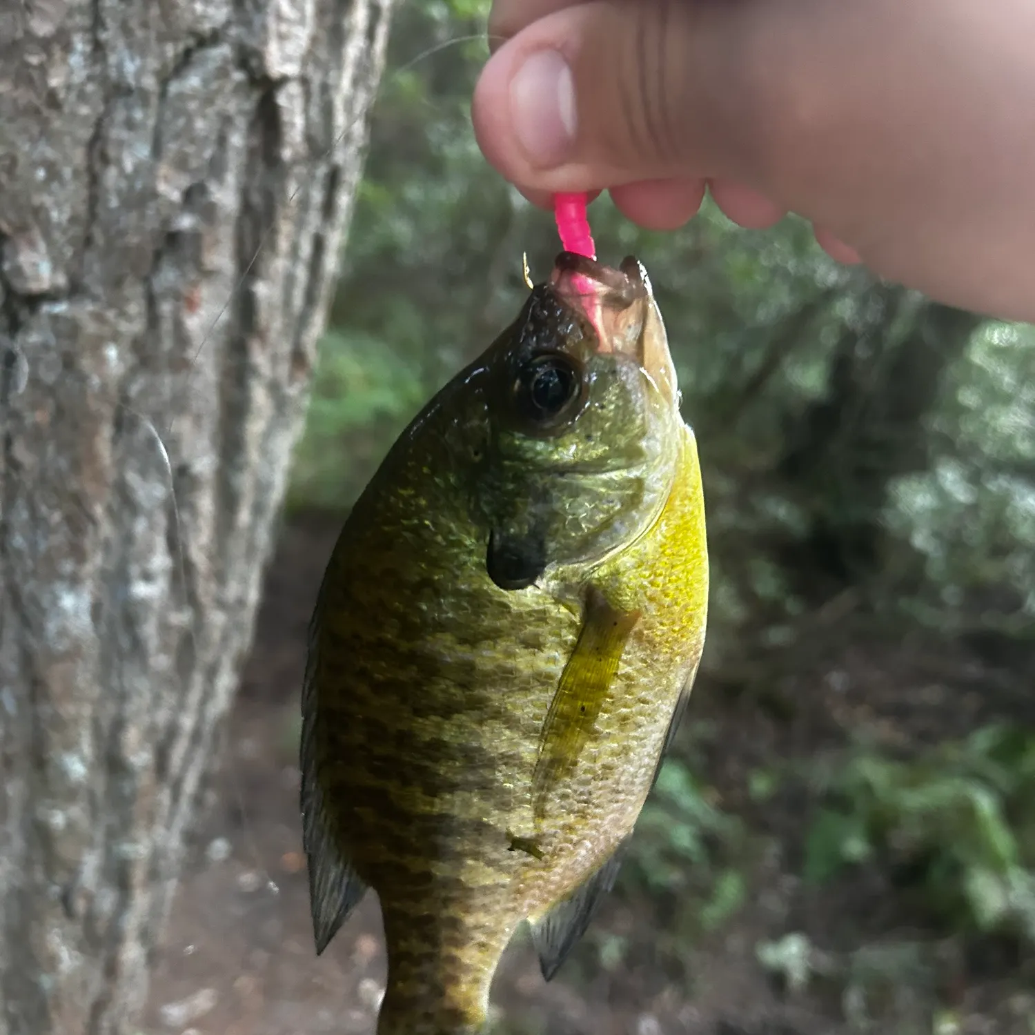 Bluegill caught on Fishbrain