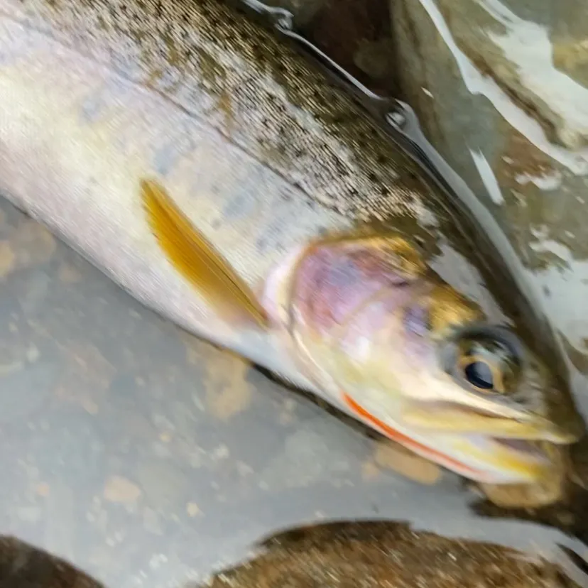Cutbow caught on Fishbrain