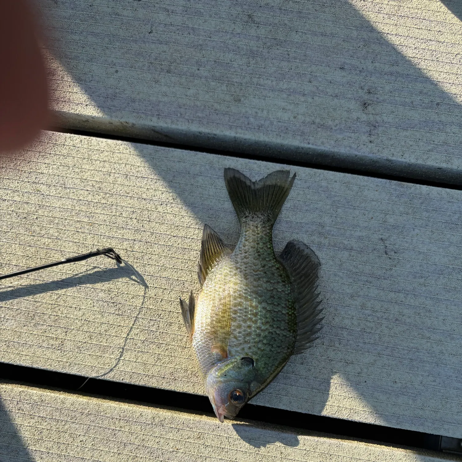 Bluegill caught on Fishbrain