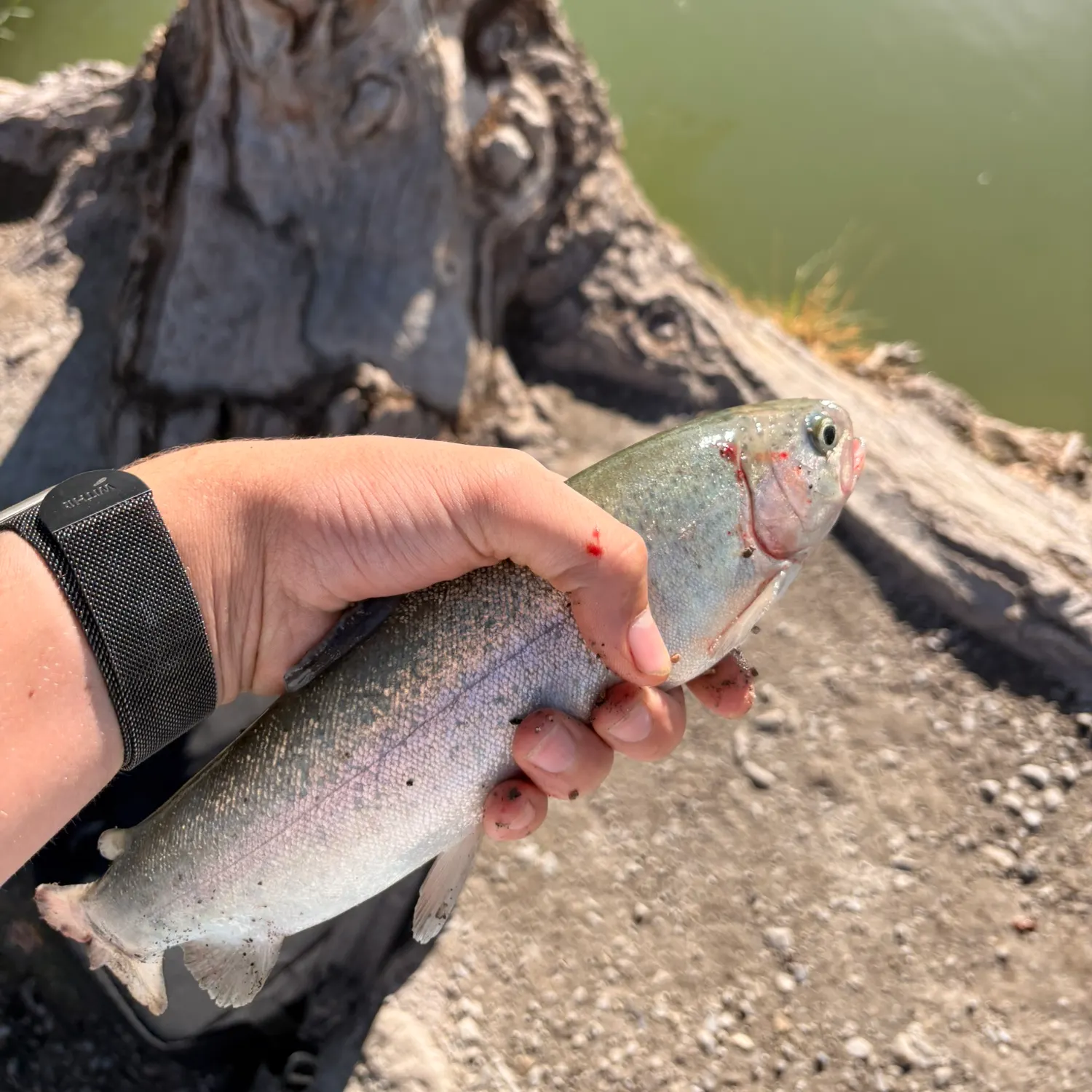 Rainbow trout caught on Fishbrain