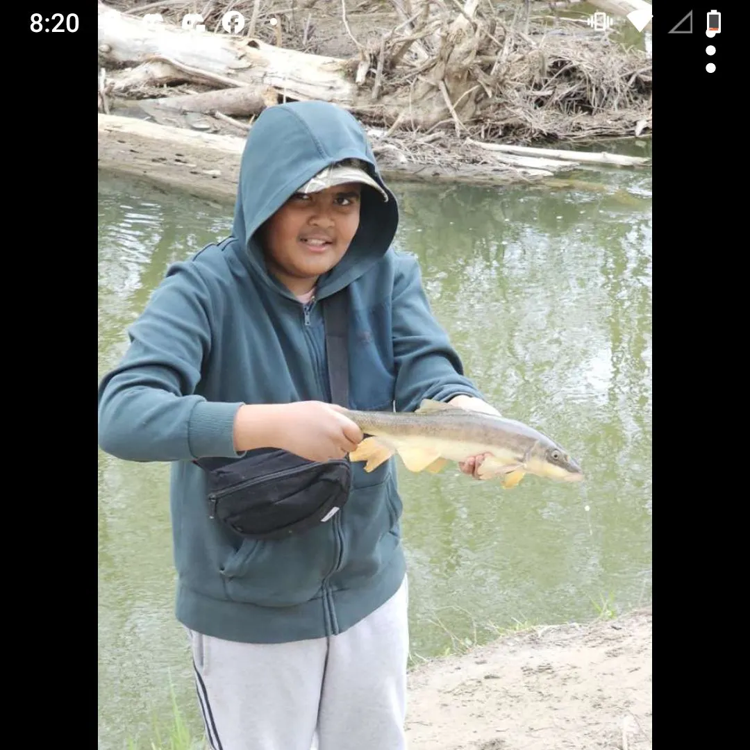 most liked catch image