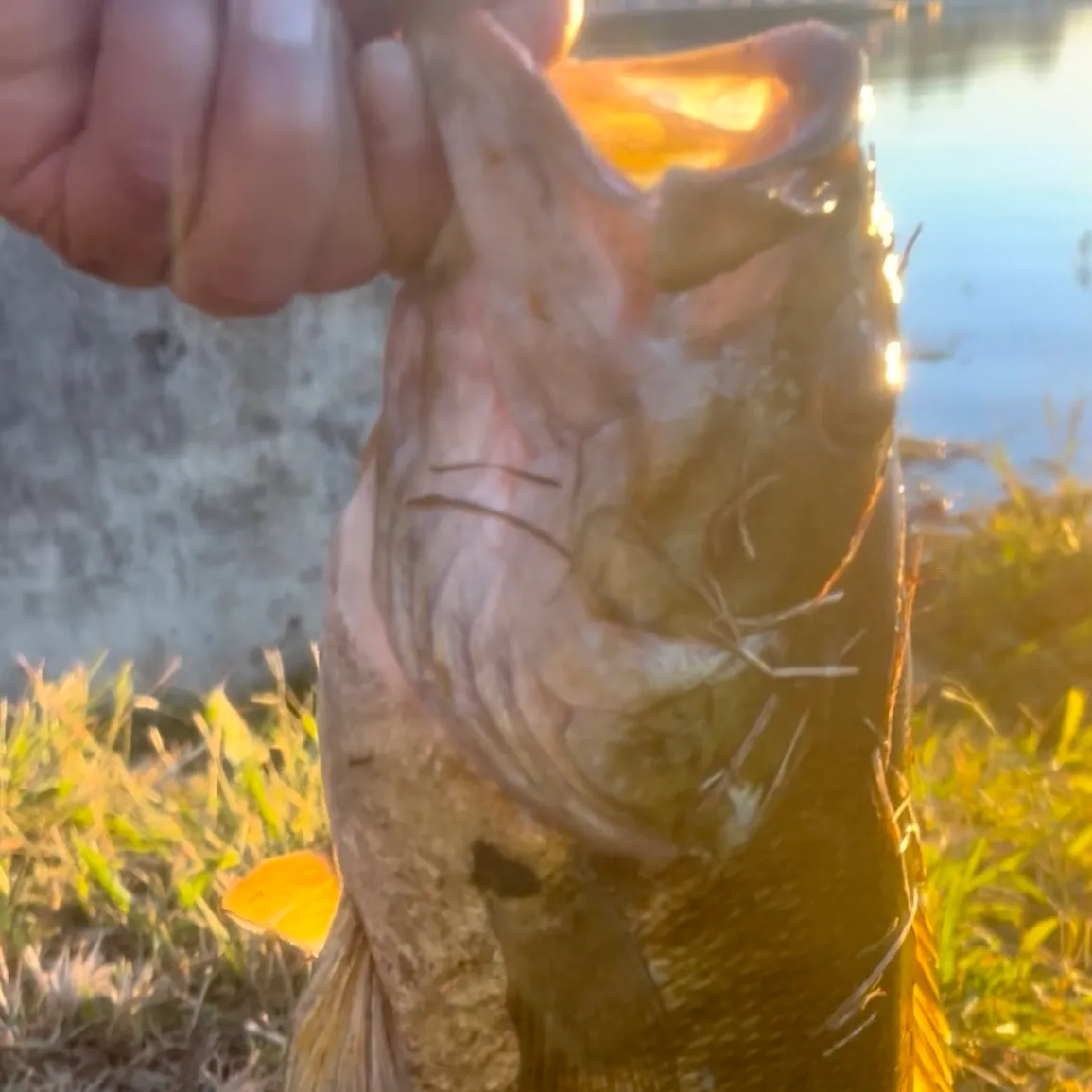 Smallmouth bass caught on Fishbrain