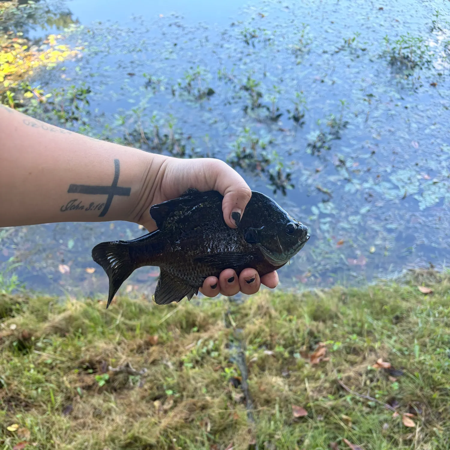 Greengill hybrid caught on Fishbrain
