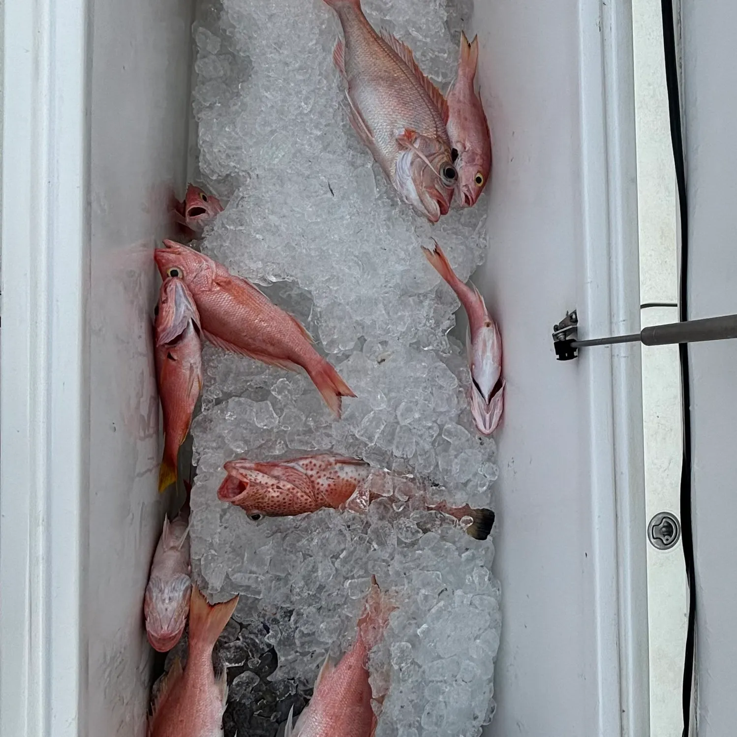 The most recent Silk snapper catches on Fishbrain