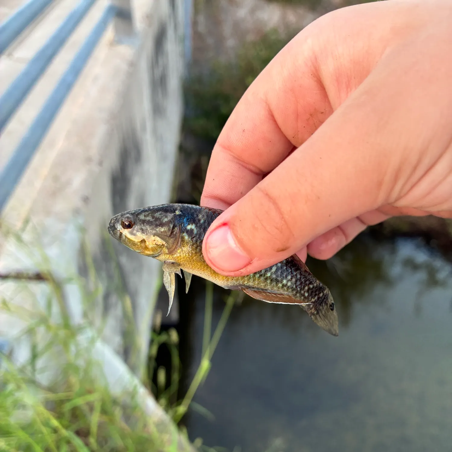 The most recent Brassy minnow catches on Fishbrain