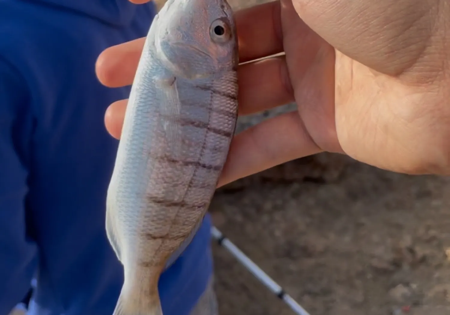 Striped seabream