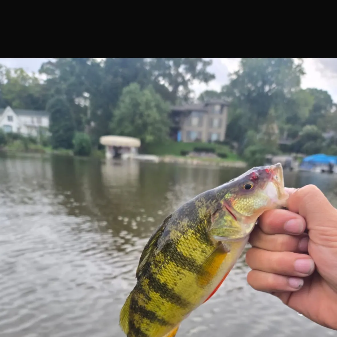 Yellow perch caught on Fishbrain