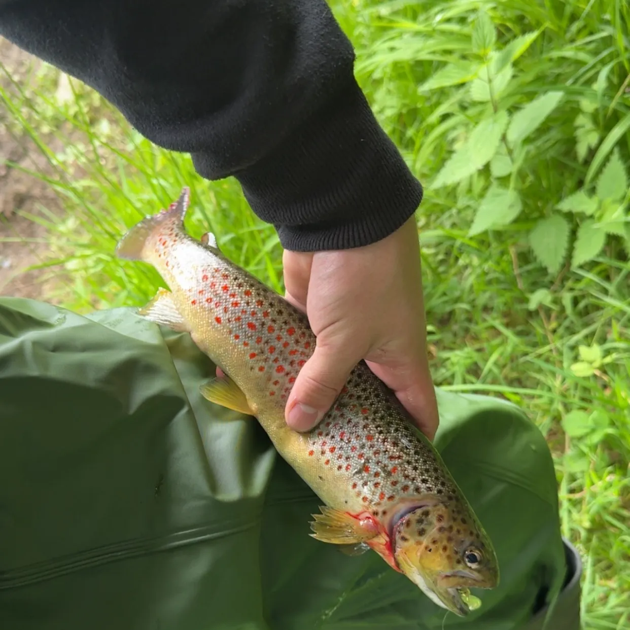 Brown trout caught on Fishbrain