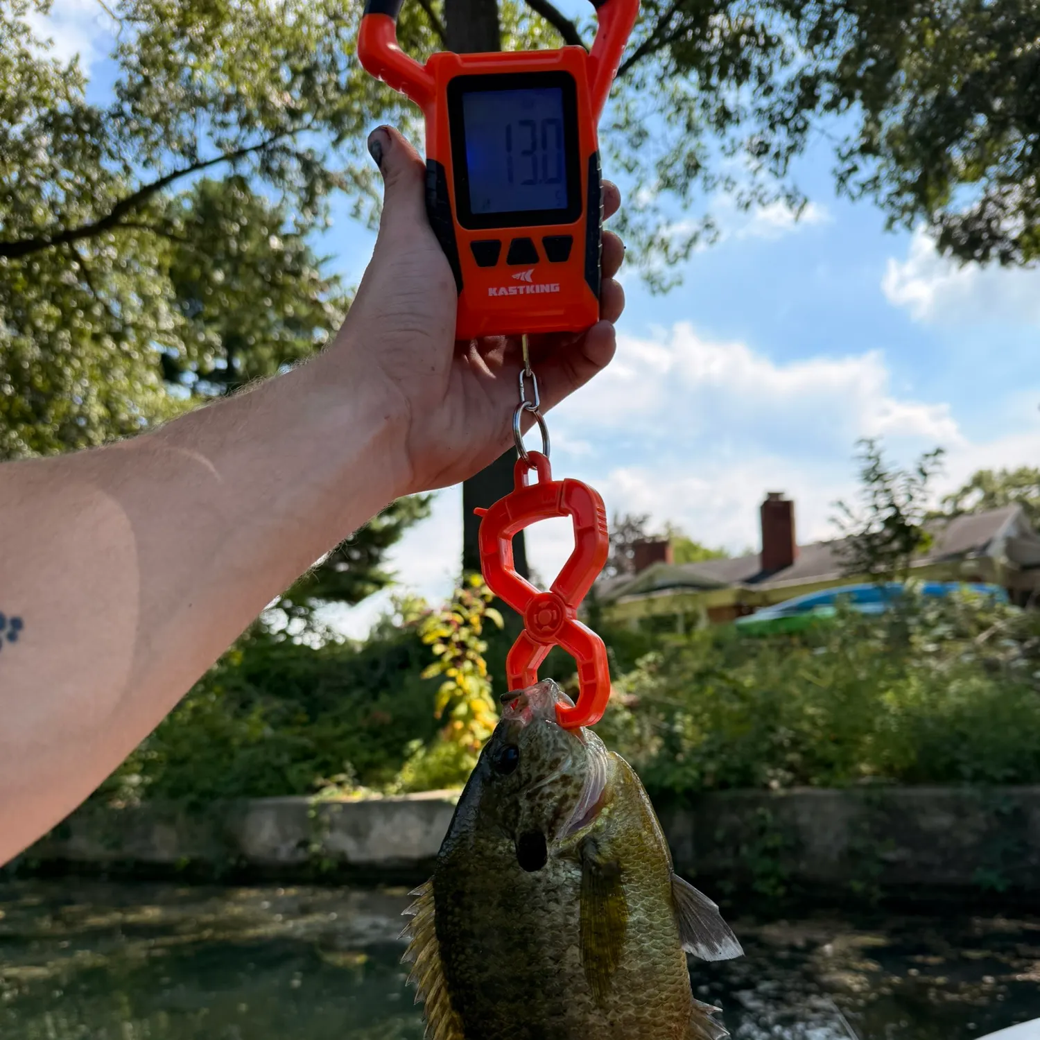 recently logged catches