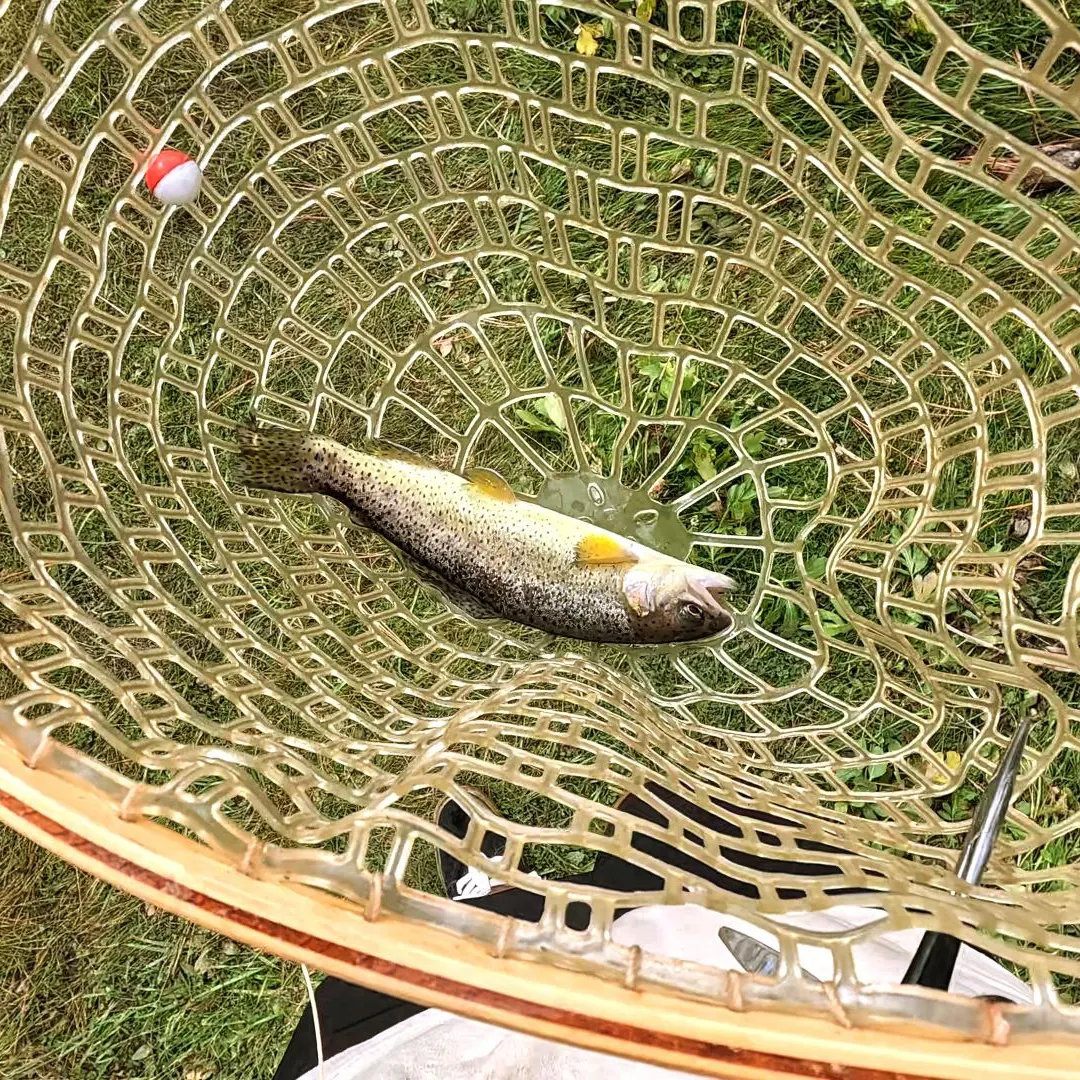 Apache trout caught on Fishbrain