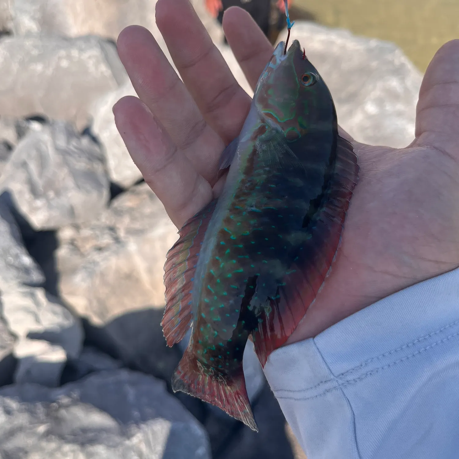 The most recent Slippery dick wrasse catches on Fishbrain