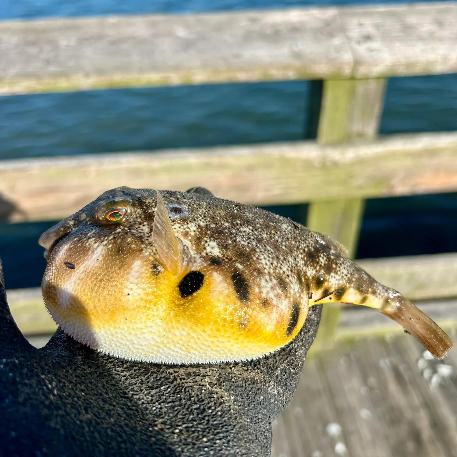 The most recent Northern puffer catches on Fishbrain