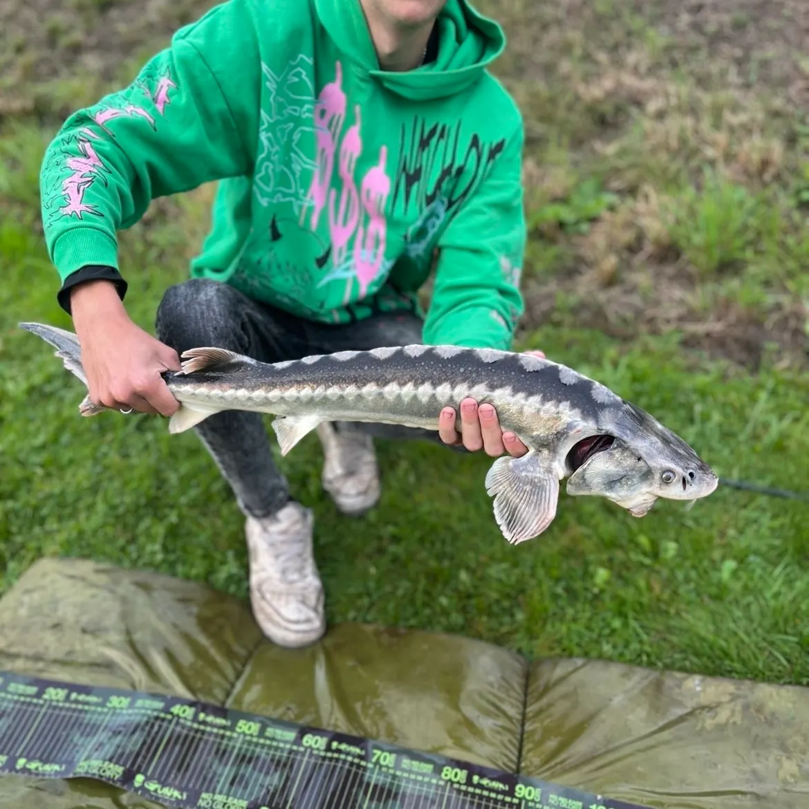 Russian sturgeon caught on Fishbrain