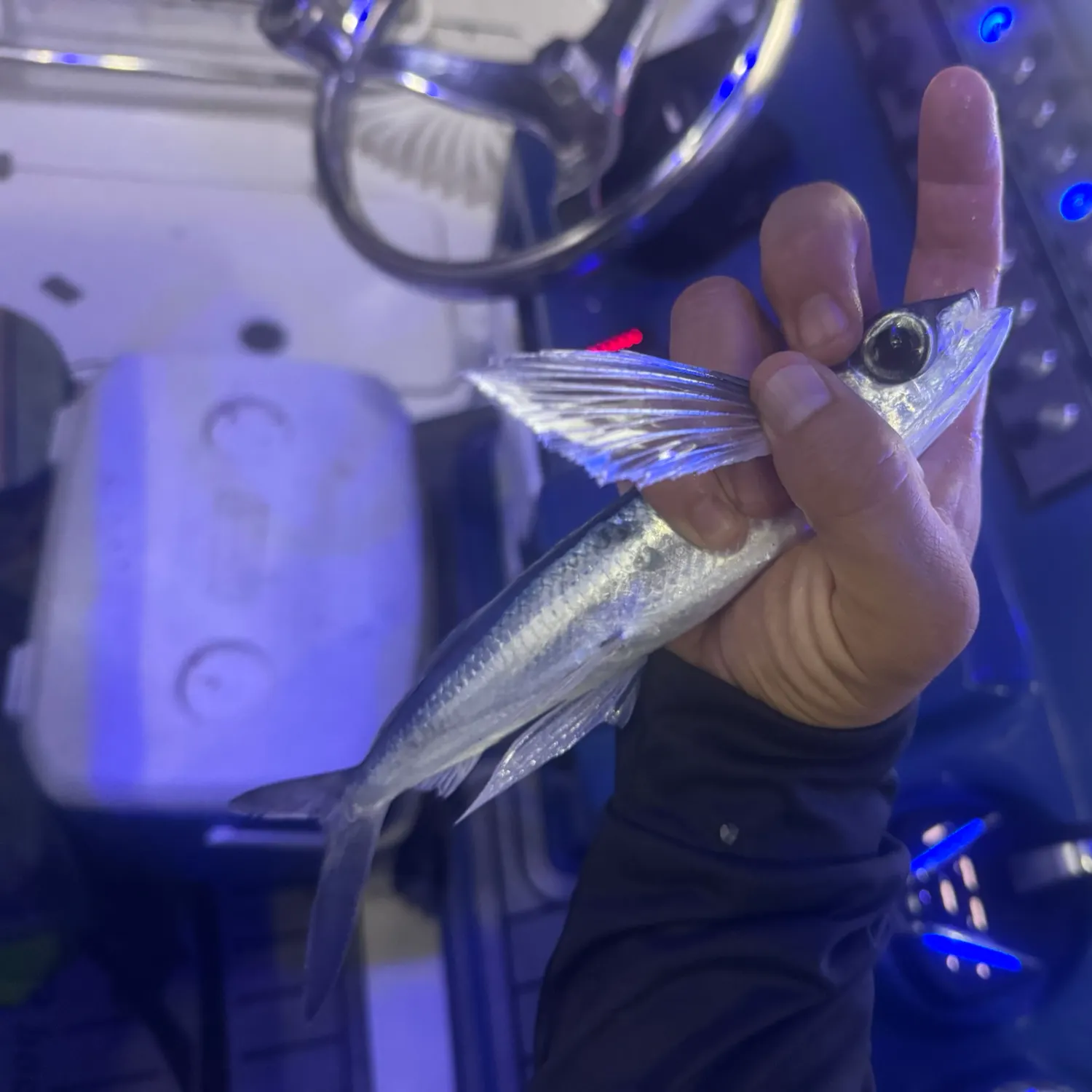 The most recent Sailfin flyingfish catches on Fishbrain